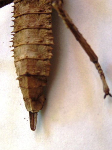 Phasme épineux NG — 3