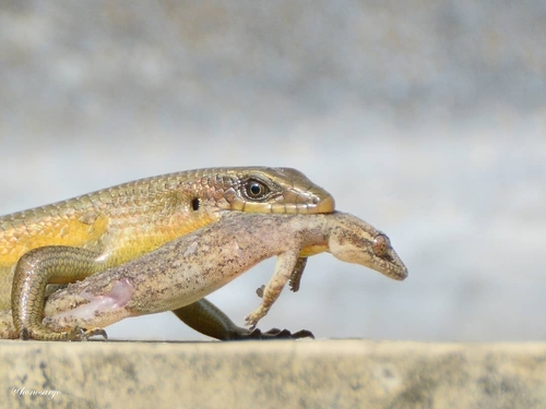 Sun Skink multiligné — 1