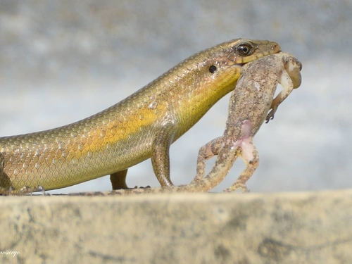 Sun Skink multiligné — 2
