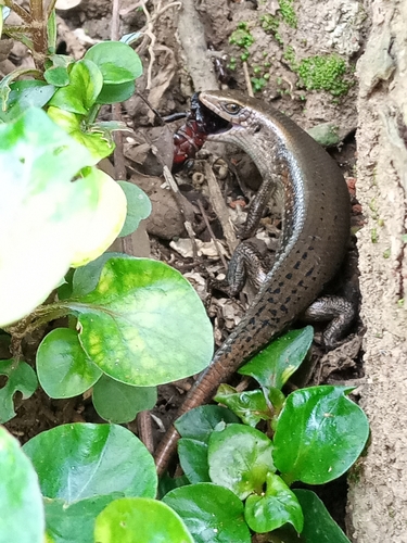 Sun Skink multiligné — 6