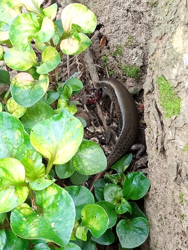 Sun Skink multiligné — 7