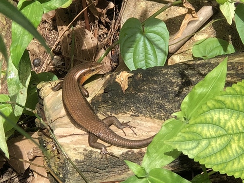 Sun Skink multiligné — 8