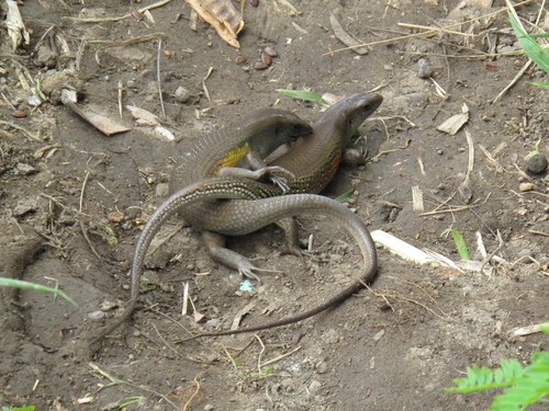 Sun Skink multiligné — 9
