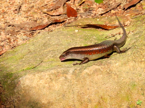 Sun Skink multiligné — 10