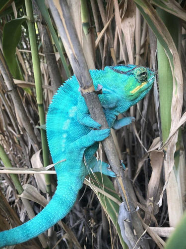 Panther Chameleon — 6