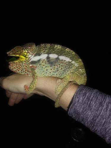 Panther Chameleon — 7