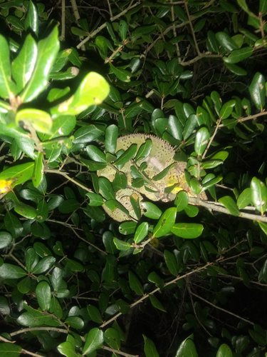 Panther Chameleon — 8