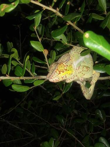 Panther Chameleon — 9