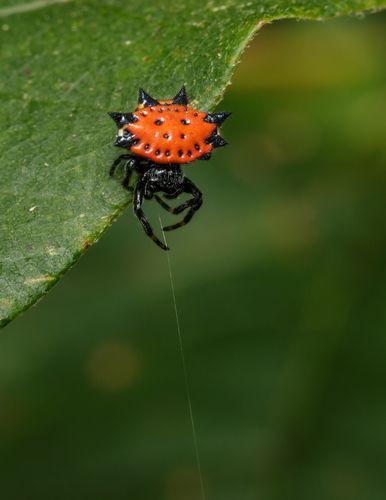 Spiny Orb Weaver — 3