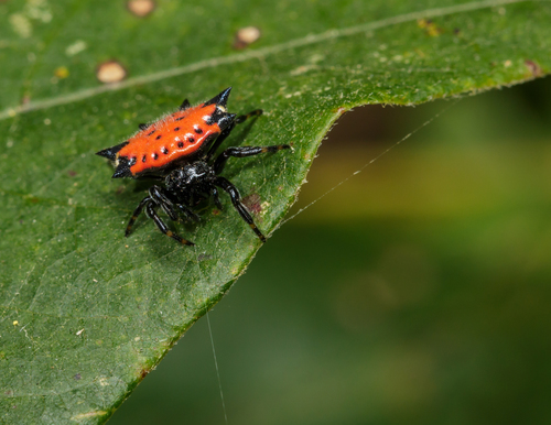 Spiny Orb Weaver — 4