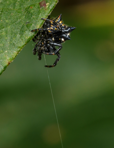 Spiny Orb Weaver — 5