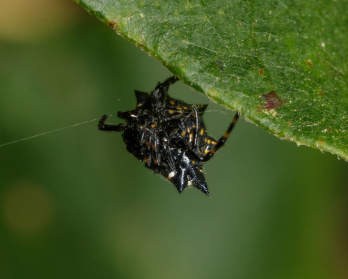 Spiny Orb Weaver — 6