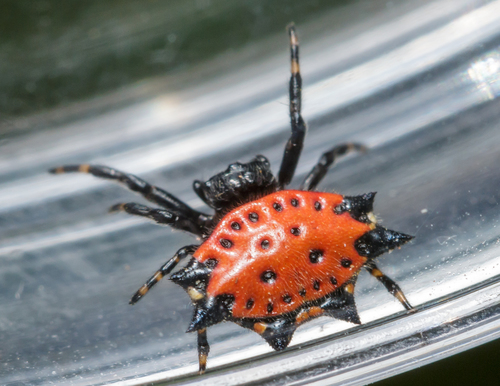 Spiny Orb Weaver — 10