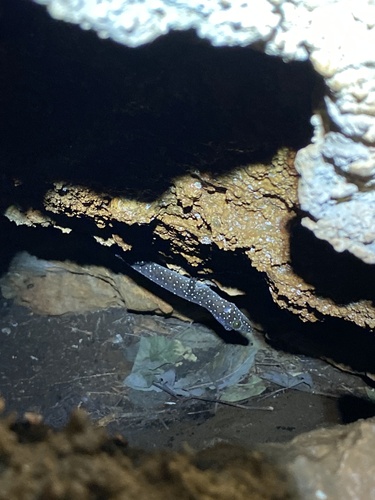 Starry Tokay Gecko — 1