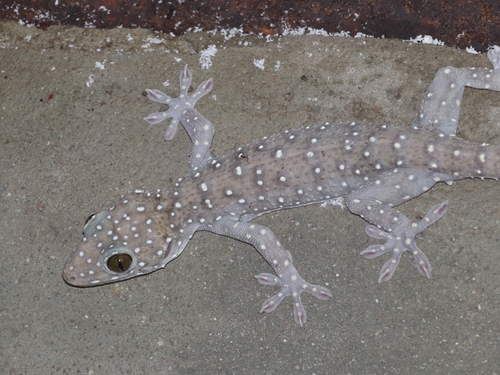 Starry Tokay Gecko — 2
