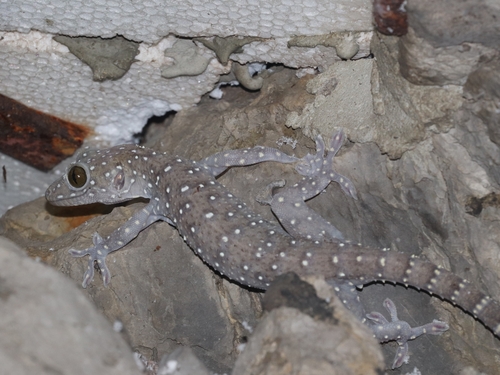 Starry Tokay Gecko — 3