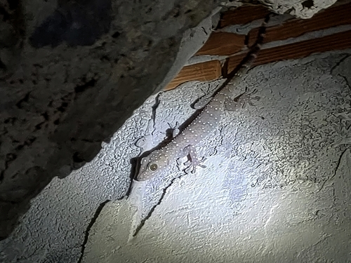 Starry Tokay Gecko — 4