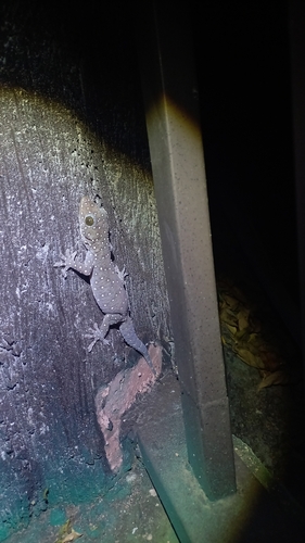 Starry Tokay Gecko — 5