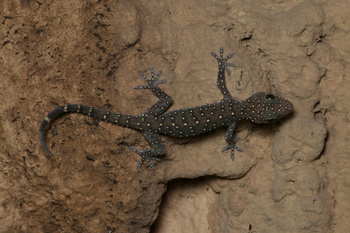 Starry Tokay Gecko — 8