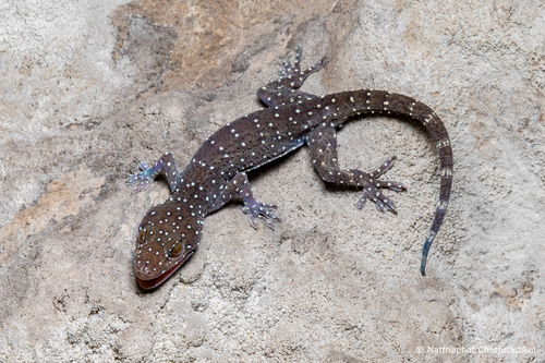 Starry Tokay Gecko — 10