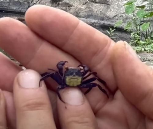 Crabe-vampire rouge — 3