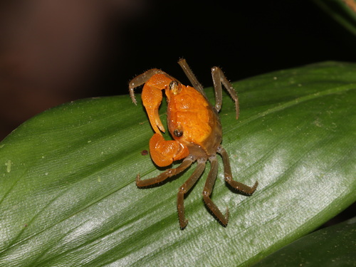 Crabe-vampire de Krathing — 3