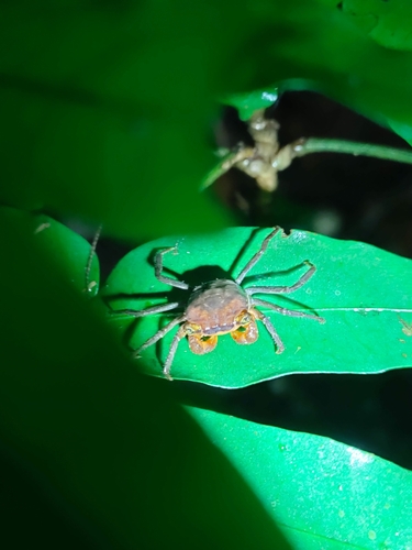 Crabe-vampire de Krathing — 5