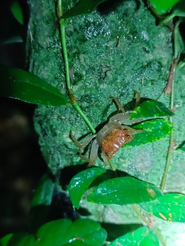 Crabe-vampire de Krathing — 10