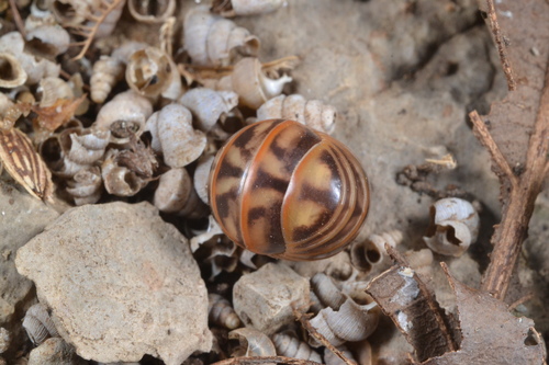 Pill Millipede — 2