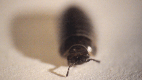 Pill Millipede — 5