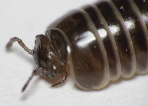 Pill Millipede — 7