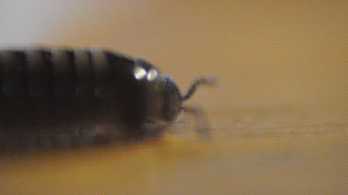 Pill Millipede — 8