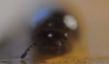 Pill Millipede — 9
