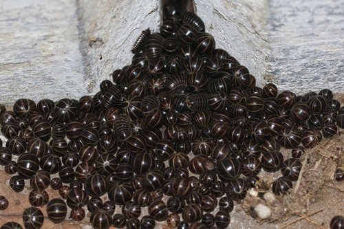 Pill Millipede — 10