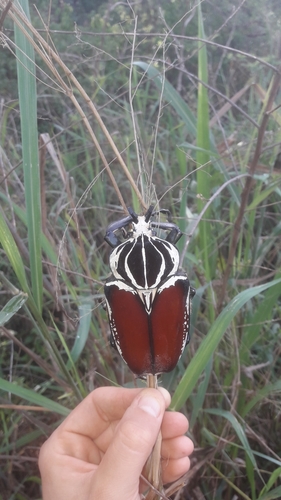 Goliath Beetle — 2
