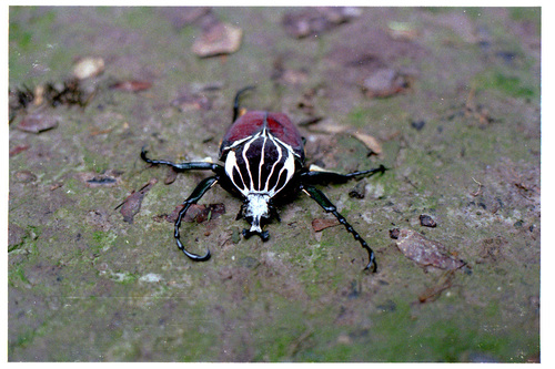 Goliath Beetle — 5