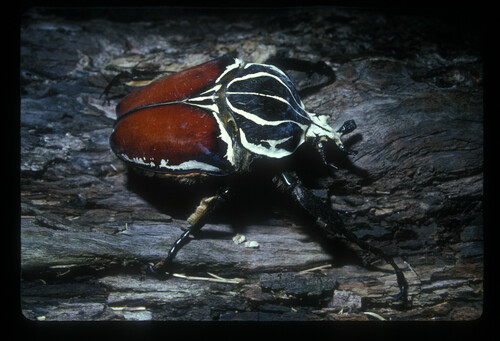 Goliath Beetle — 6
