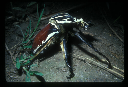 Goliath Beetle — 7
