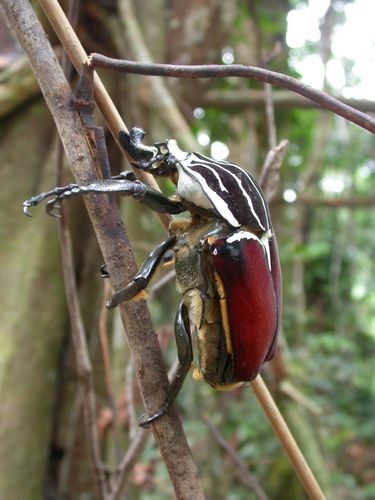 Goliath Beetle — 9