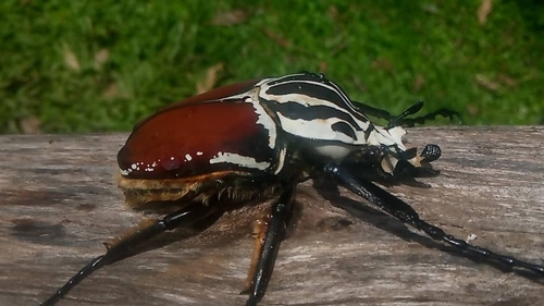 Goliath Beetle — 10