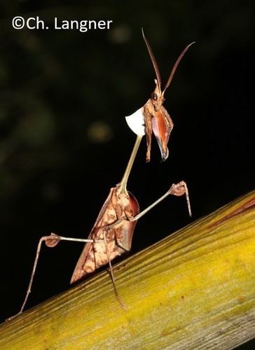 Wandering Violin Mantis India — 2