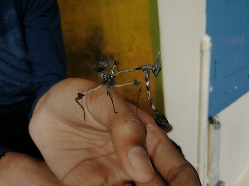 Wandering Violin Mantis India — 4
