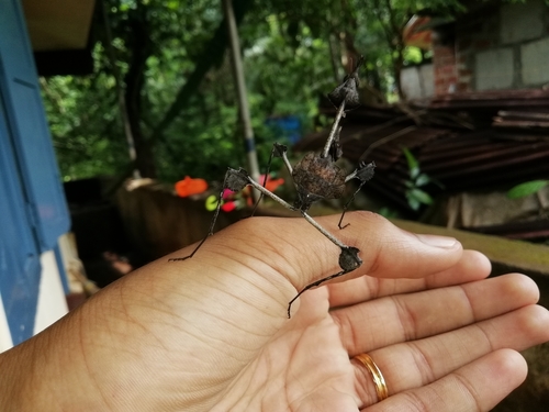 Wandering Violin Mantis India — 5