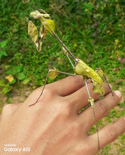 Wandering Violin Mantis India — 7