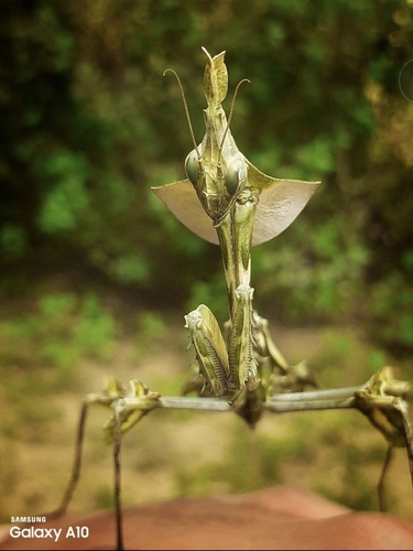 Wandering Violin Mantis India — 8
