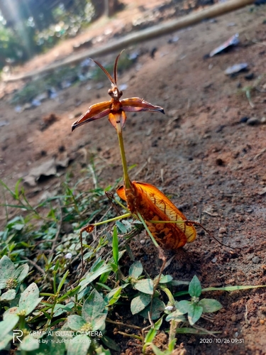 Wandering Violin Mantis India — 10