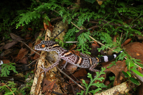 Vietnamese Tiger Gecko — 3