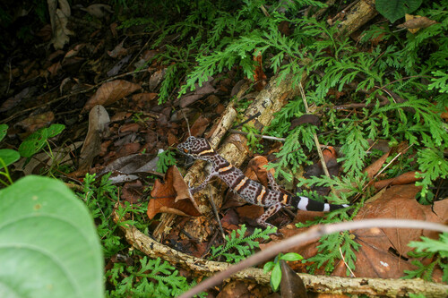 Vietnamese Tiger Gecko — 6