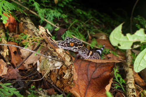 Vietnamese Tiger Gecko — 7