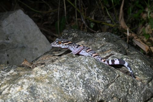 Vietnamese Tiger Gecko — 8